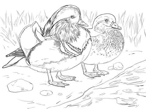 Male And Female Mandarin Duck Coloring Page